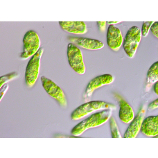 Euglena culture solution, Living